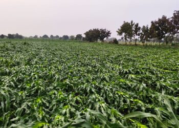 धरणगाव शहरासह तालुक्यात अवकाळी पावसासह वादळाचे थैमान