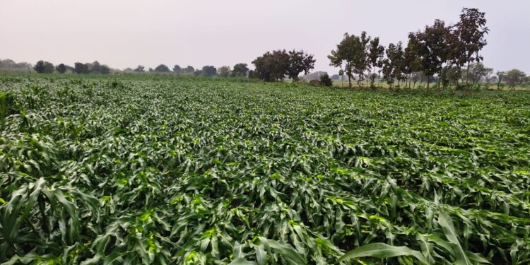 धरणगाव शहरासह तालुक्यात अवकाळी पावसासह वादळाचे थैमान