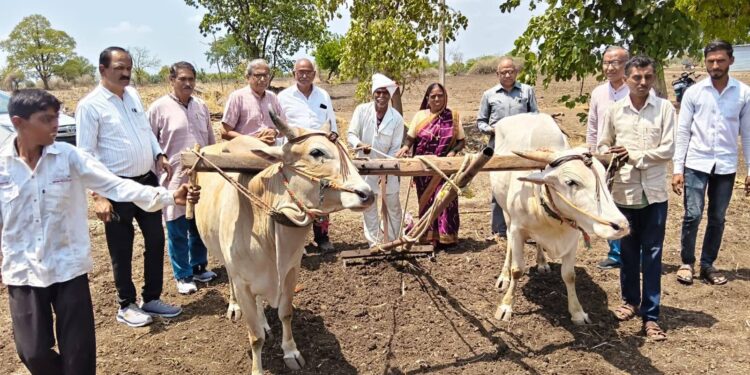 मुलांना औताला जुंपणाऱ्या बापाचे अश्रू पुसत अशोकभाऊंनी सुपूर्द केली बैलजोडी…!