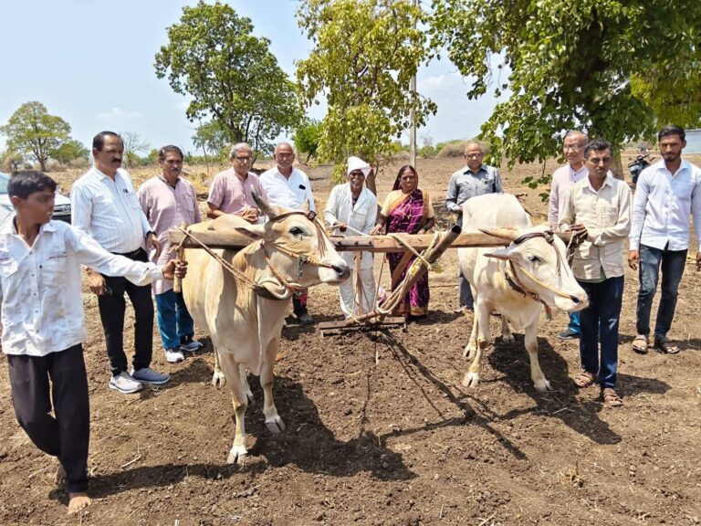 मुलांना औताला जुंपणाऱ्या बापाचे अश्रू पुसत अशोकभाऊंनी सुपूर्द केली बैलजोडी…!